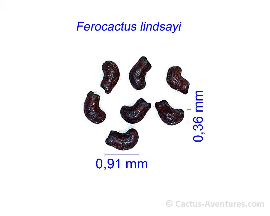 Ferocactus lindsayi  infiernillo kaktusy
